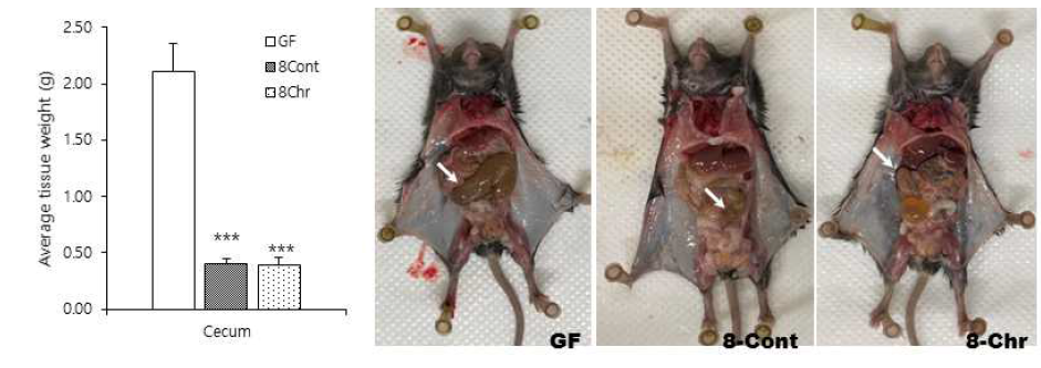 DSS-induced colitis 장균총 이식에 따른 cecum 변화 확인 무균쥐에 각 donor 장균총을 이식하고 9주 후 cecum 무게 변화를 확인하였다. 균총을 이식하지 않은 무균쥐(GF)에 대비하여 SPF 장균총 이식군(8-Cont) 및 DSS-induced colitis 장균총 이식군(8-Chr)에서 cecum의 크기 및 무게가 유의적으로 감소함을 확인하였다. 유의성 평가는 GF 대비 균총 이식군의 student t-test 검정 결과로 표시하였다(***: p < 0.001)