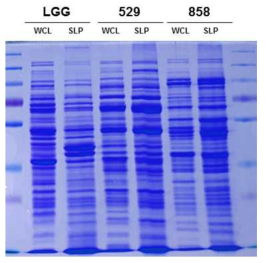 LGG, 529, 858 균주의 단백질 발현 패턴 확인 각 균주의 단백질 20μg을 11% SDS-PAGE로 분리하였다. WCL: whole cell lysate, SLP: surface layer protein