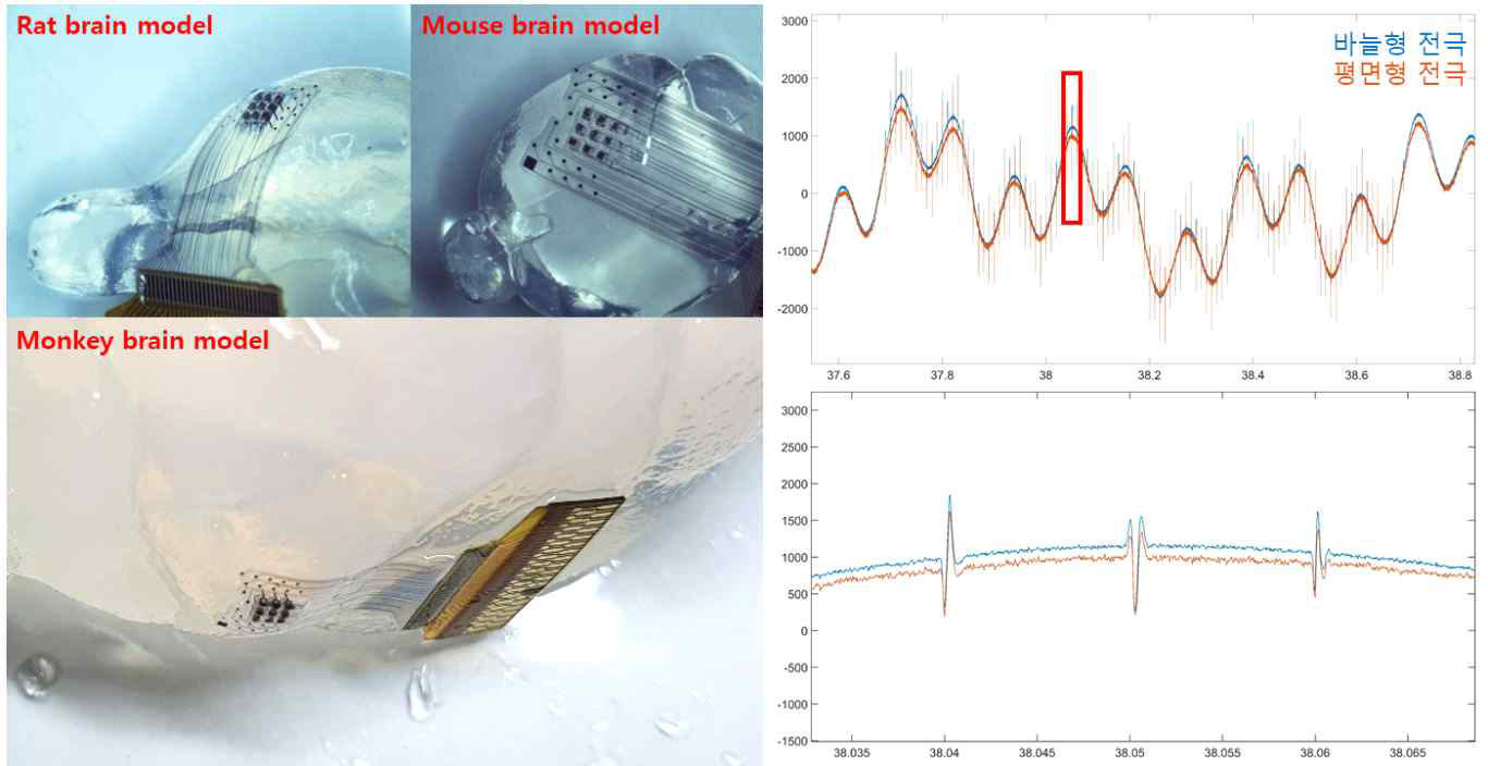 (좌) Agar gel로 제작된 동물 뇌 모형에 심겨진 하이브리드 전극, (우) Agar gel을 이용하여 측정된 모방된 뇌 신호