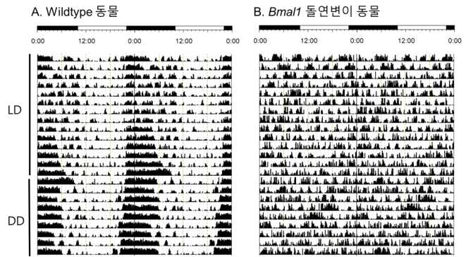 정상 생쥐와 Bmal1 돌연변이 생쥐에서 체온 및 액티비티 원격 측정 장치의 사용 예