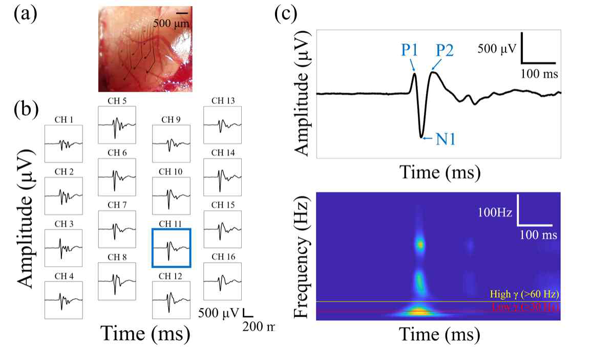 (a) mouse의 시각령에 위치한 평면형 전극, (b) 평면형 전극으로 측정된광 자극에 의해 발현되는 뇌 신호, 그리고 (c) 뇌 신호 파형 및 주파수 분석이 된 광 자극 응답 뇌 신호