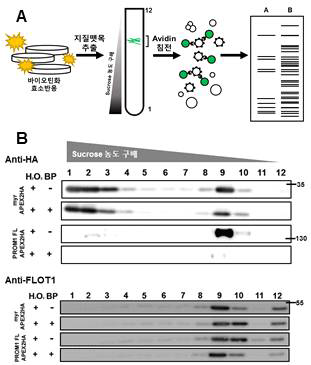 A. 세포 내 바이오틴화 효소반응 후, Sucrose 농도 구배를 이용한 세포막지질뗏목 단백질체 분리 및 streptavidin beads를 이용한 바이오틴화 단백질 분리법 개요 B. Promminin-1-APEX2는 원형질막표적 APEX2와 비교, 8-10번 분획(지질뗏목 분획)에 특이적으로 관찰됨