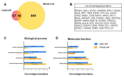 세포막지질뗏목 내 인접단백질들과 전체 세포질에서 관찰된 인접단백질들에서 공통적으로 발견되는 단백질들의 숫자와 종류(A, B). 공통단백질들이 관여하는 biological process (C), 또는 단백질체 각각의 밝혀진 분자적 기능(D)을 분석함
