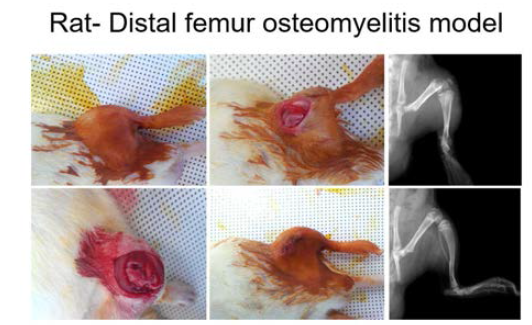 Rat-distal femur osteomyelitis model 확립