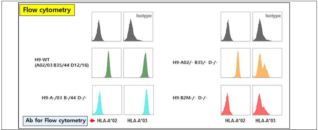 HLA-A02 & A03 유전자들의 발현 여부 확인
