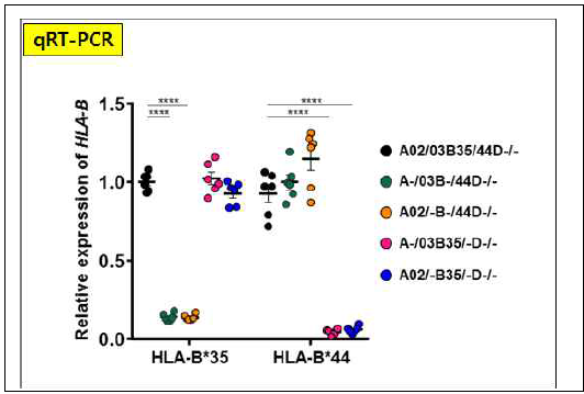 HLA-B35 & B44 유전자들의 발현 여부 확인