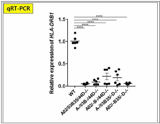 HLA-DRB1 유전자들의 발현 여부 확인