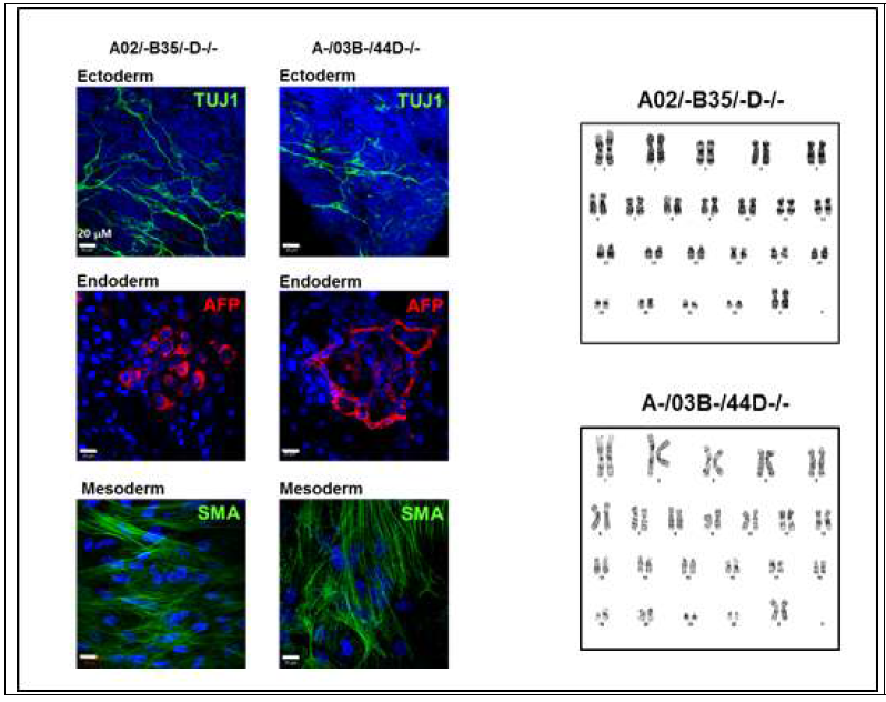 3배엽 lineage로의 분화능 (pluripotency) 보유 여부 및 핵형 이상 유무 확인