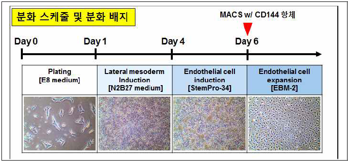 HLA-A, B, DRB1 유전자 편집 세포주들을 HLA가 많이 발현되는 혈관내피세포로 분화