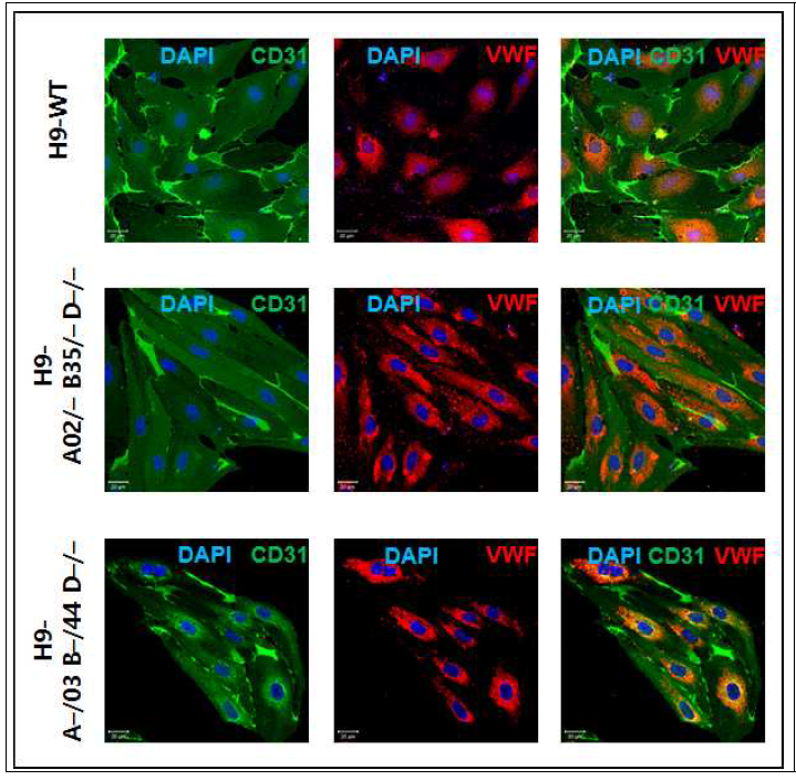 혈관내피세포로 분화 후 마커인 CD31과 VWF가 모든 세포에 잘 발현하고 있음을 확인