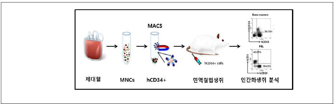 인간화생쥐를 제작 실험 모식도