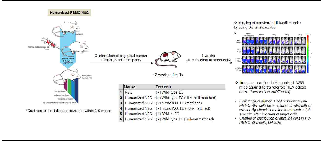 말초혈액단핵세포를 이용한 인간화생쥐 제작 및 분석법 모식도