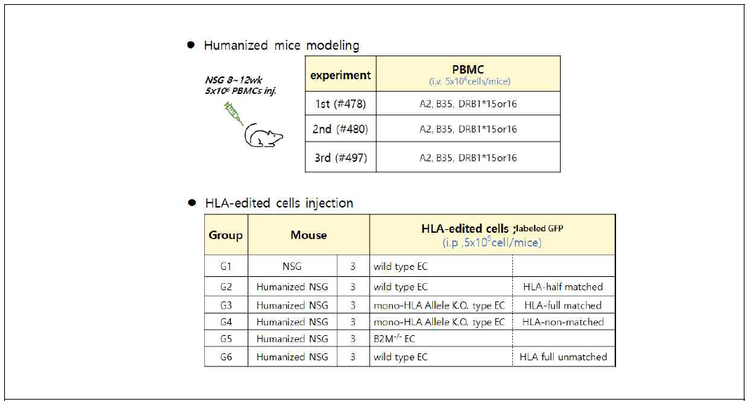 인간화생쥐 제작에 사용하는 특정 HLA 표현형을 가진 말초혈액단핵세포와 HLA 편집 세포주