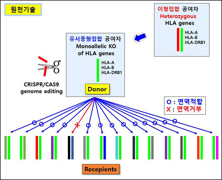 “HLA 유사동형접합 줄기세포” 원천기술 연구개발 개념도