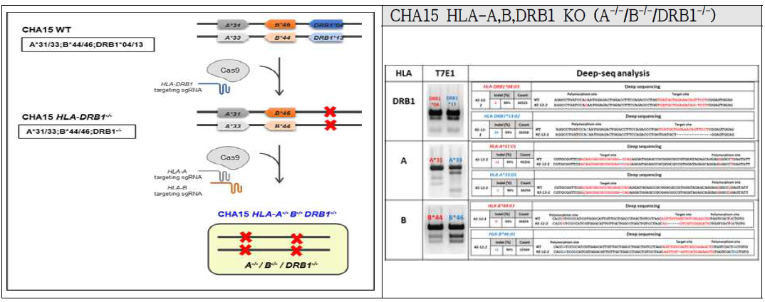 CHA15-hESC HLA biallelic KO 배아줄기세포주 제작