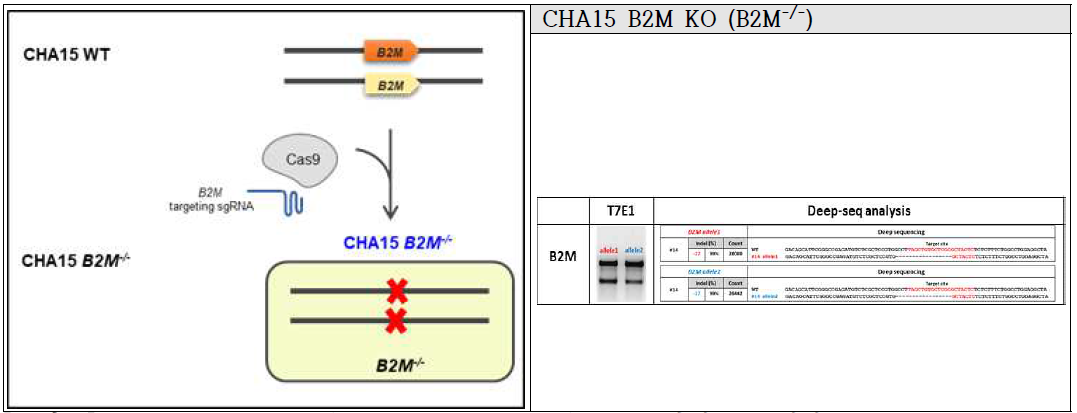 CHA15-hESC B2M (Beta-2 microglobulin) KO 줄기세포주 제작