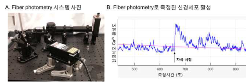 비간섭적 자극-활성 측정을 위한 형광 기반 신경세포 활성 측정 시스템
