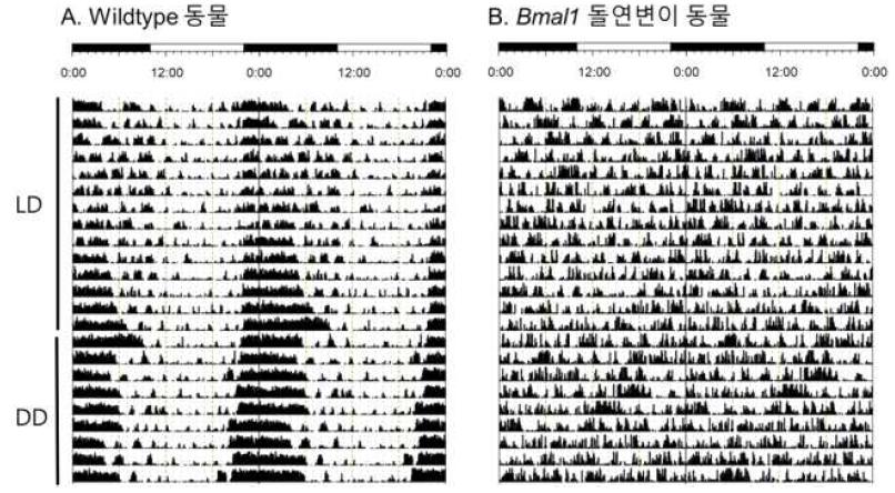 정상 생쥐와 Bmal1 돌연변이 생쥐에서 체온 및 액티비티 원격 측정 장치의 사용 예