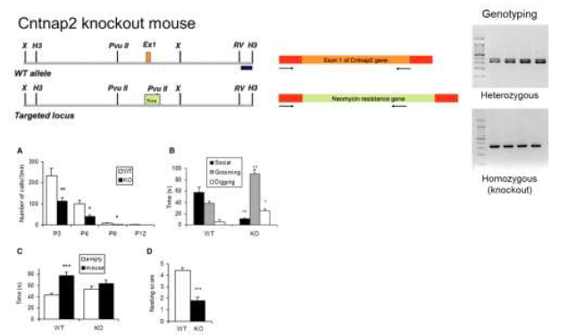 자폐증 모델 동물로 도입한 Cntnap2 KO 동물의 유전자형 분석 결과 및 알려진 질병 관련 표현형 (Penagarikano et al., 2011)