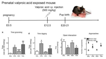 Valproic acid 모체 주입을 통한 자폐증 모델 동물의 유도 프로토콜 및 기존 연구 결과 (Roullet et al., 2013)