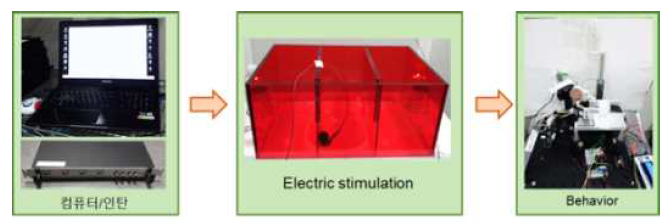 전기 자극에 따른 인지기능 검사의 개요도