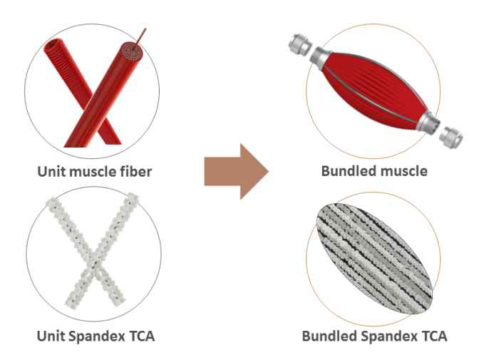 단일 인공 근육에서 bundle 인공근육 개발