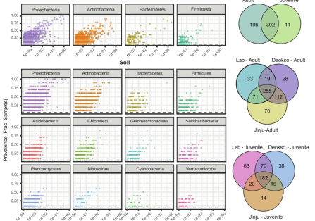 Prevalence of most abundant bacterial phyla in Allonychiurus kimi and soil. a) Four bacterial phyla were abundant in A. kimi samples, and 12 bacterial phyla were abundant in soil. Proteobacteria, Actinobacteria and Bacteroidetes, and Firmicutes were the most abundant bacteria phyla in both A. kimi and soil. Additional bacteria phyla, including Acidobacteria, Saccharibacteria, Chloroflexi, and Planctomycetes were also detected in soil samples with high relative abundance. b) Bacterial OTUs with > 0.01% relative abundance that were unique and shared between adult and juvenile A. kimi samples, among the lab-grown and soil-grown adult A. kimi samples, and among the lab-grown and soil-grown juvenile A. kimi samples