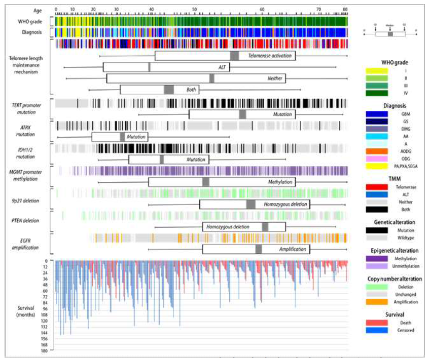 신경교종에서 Telomere length maintenance program에 따른 유전체변이 특성 landscape와 나이 및 예후와의 관계