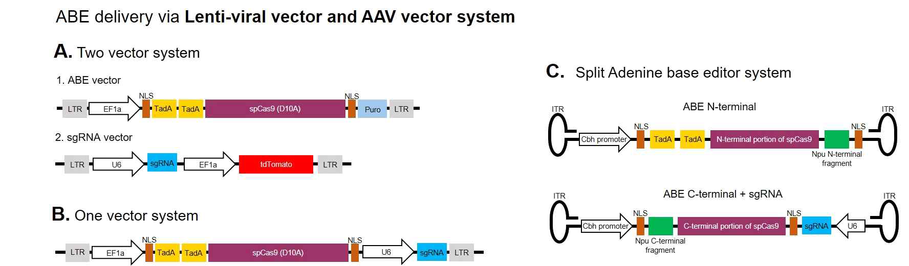 Lenti-virus와 Adeno-associated virus를 이용한 human TERT promoter 변이교정 전략