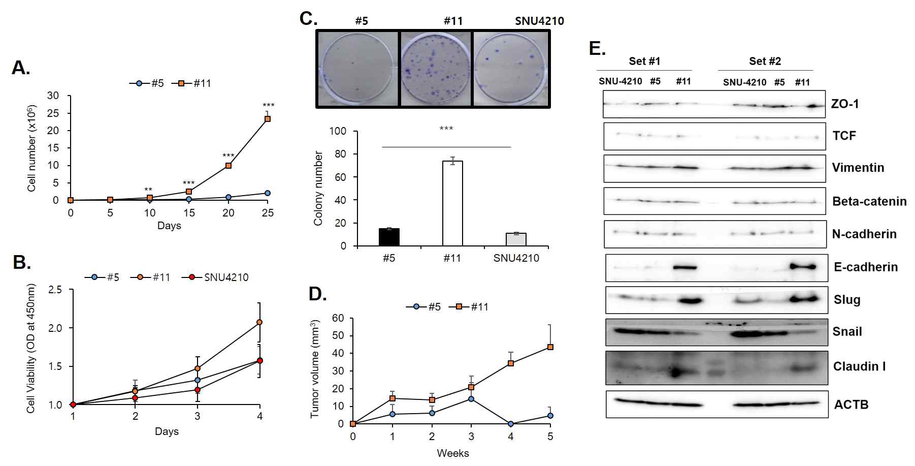 SNU-4210 유래 Subcolon #5 및 #11의 세포 특징