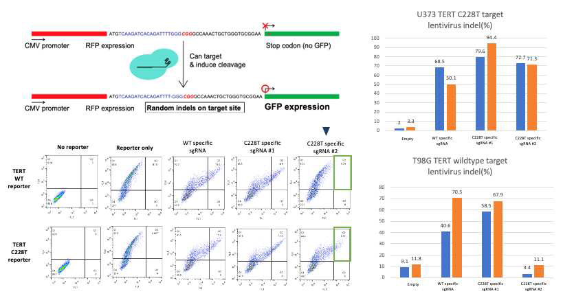 TERT 프로모터의 C228T 단일염기 돌연변이를 특이적으로 표적 및 편집하고 정상 TERT promoter 에는 돌연변이를 도입하지 않는 유전자 가위 제작