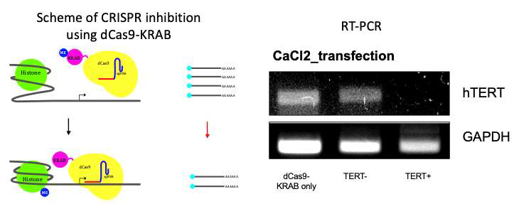 CRISPR inhibition을 통해 TERT의 DNA 염기서열을 변형하지 않고 유전자 발현을 억제 할 수 있음을 mRNA 수준에서 확인