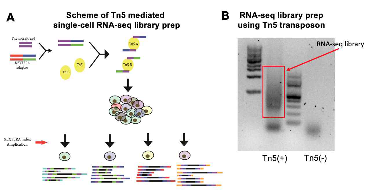 Tn5 transposon을 활용한 RNA-seq library 제작 기술 구현. Tn5를 적용한 RNA에서 선택적으로 library 가 PCR 로 증폭될 수 있음을 확인