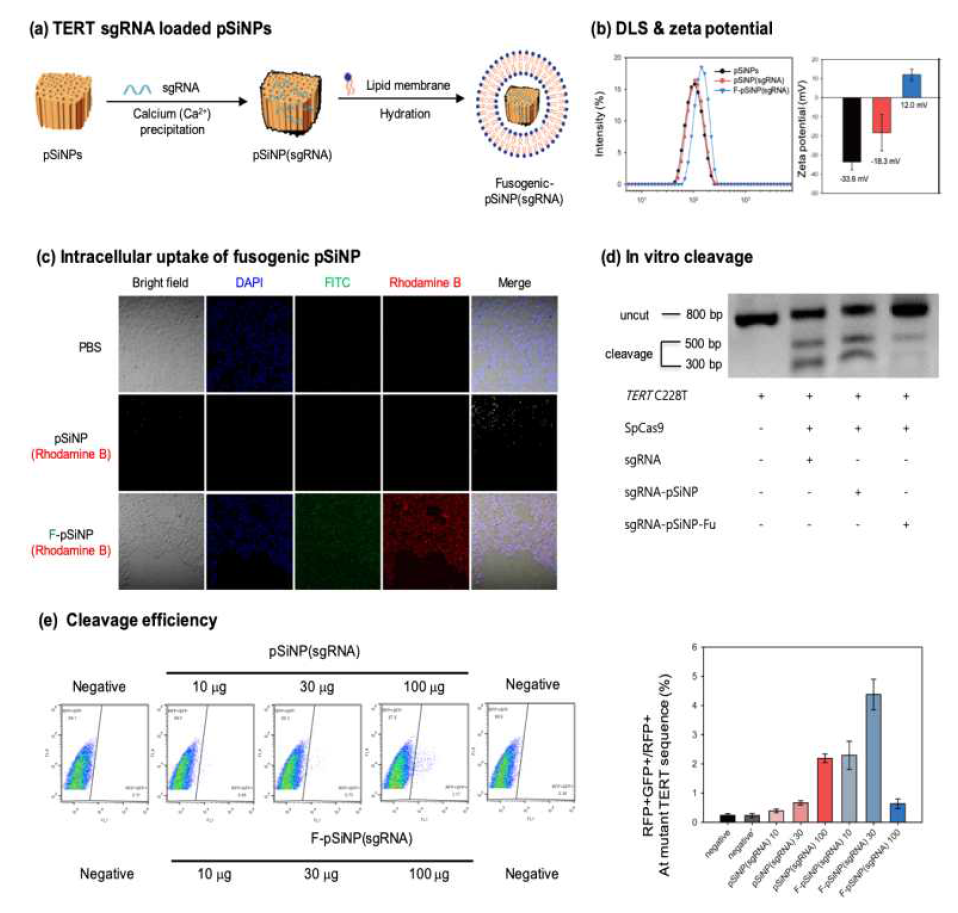 CRISPR 염기편집 단백질과 RNA 중합체가 적재된 다공성 실리콘 나노입자의 개발 및 분석, 이를 이용한 세포에서의 유전자 편집 활성 검증 결과