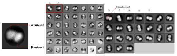 reductase의 2D-Classification images