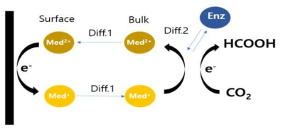 전해질내 효소&매개체를 통한 전기화학적 이산화탄소 환원과정 모델링
