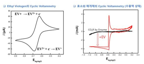 EV의 순환전류 곡선 및 효소 상황에서의 매개체의 작동 확인