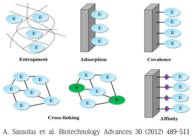 효소의 고정화 방법들