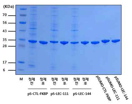 pSUMO-CPP-FKBP12 융합단백질 SDS-PAGE 결과