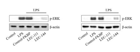 Raw 264.7 세포에서 LPS로 유도된 MAPK 인산화 활성에 대한 후보물질의 효능확인