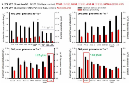확보된 초우량 균주 후보군의 광도에 따른 성장성 비교
