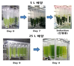 확보된 균주의 5 L 및 25 L 옥외배양