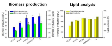 옥외배양을 통한 바이오매스 / 지질 생산량 및 생산성