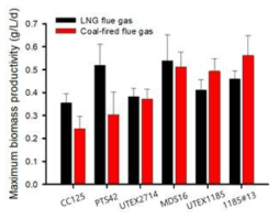연소 배기가스 공급 조건 (LNG, 석탄)에 따른 균주별 최대 바이오매스 생산성 (*기존 V-shape PBR 기준)