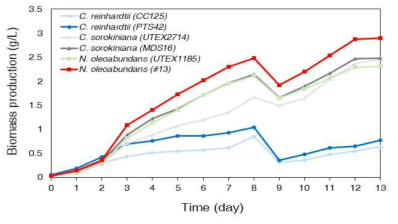 C. reinhardtii, C. sorokiniana, N. oleoabundans 모균주 및 돌연변이 균주들의 석탄화력발전소 배기가스를 활용한 여름철 (19년 6 ~ 7월) 옥외배양에 따른 바이오매스 생산성