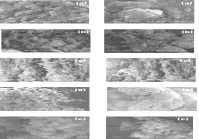 다공성 고분자의 SEM 이미지 (a) HCP-BH, (b) HCP-TPB, (c) HCP-NPB, (d) HCP-DCB, (e) HCP-BDCB