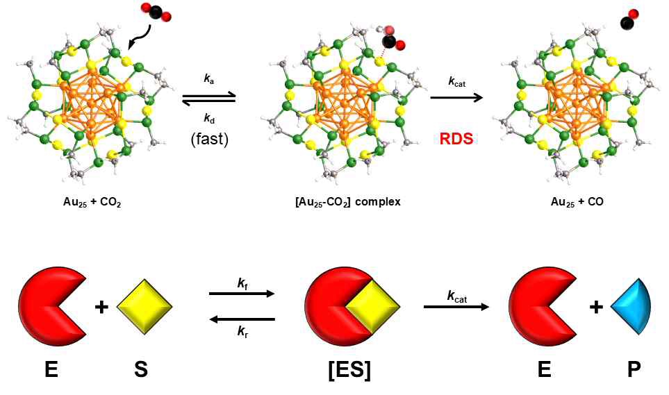 Au25 상에서의 이산화탄소 전환 반응과 효소 반응의 유사성