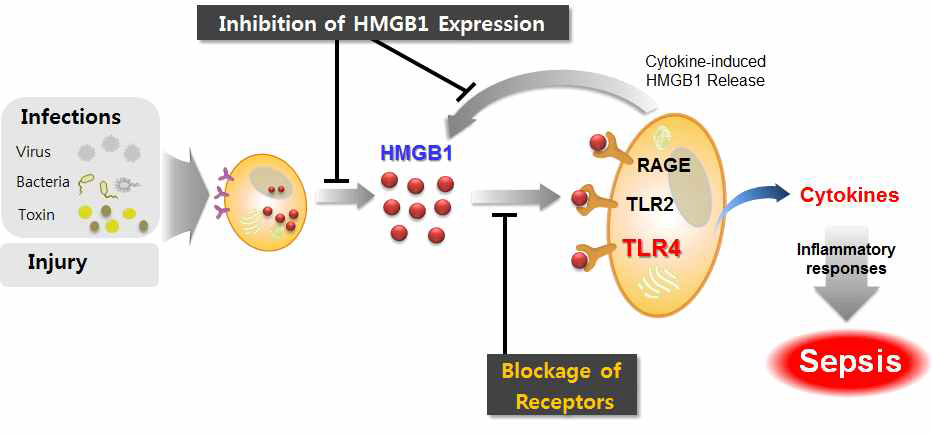 패혈증과 TLR4 및 HMGB1과의 관련성