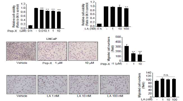 LNCaP 세포에서 hTERT 표적 펩타이드와 leuprolide acetate 의 세포성장 및 이동능 평가