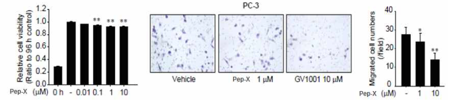 PC3 세포에서 hTERT 표적 펩타이드의 이동능 평가